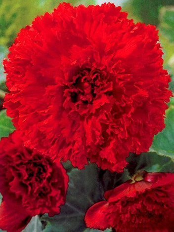 Flockige Begonie (Begonia fimbriata) Rot 1 St.