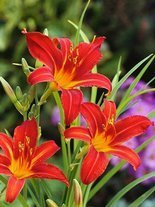 Taglilie (Hemerocallis) 'Sammy Russel'