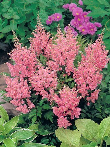 Prachtspiere (Astilbe) 'America' 1 St.