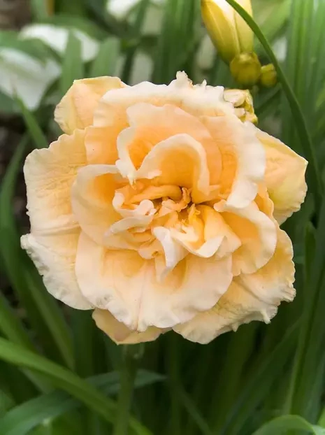 Taglilie (Hemerocallis) Ikebana Star