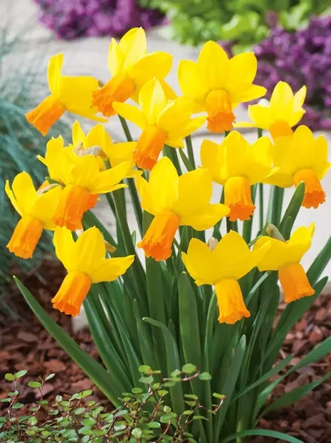 Narzisse (Narcissus) 'Jetfire'