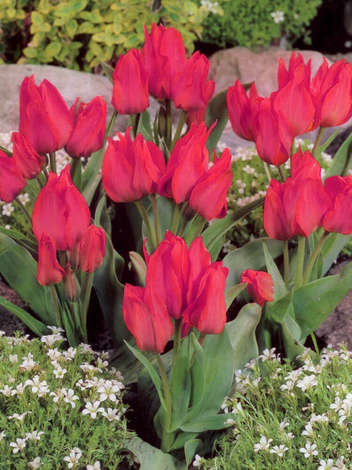 Tulpe (Tulipa) 'Colour Spectacle'