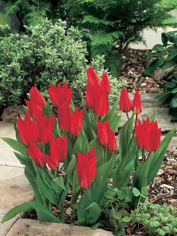 Tulpe (Tulipa) 'Praestans Fusilier'