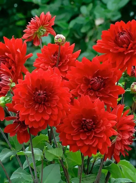 Dahlia (Dahlia) 'Akita'