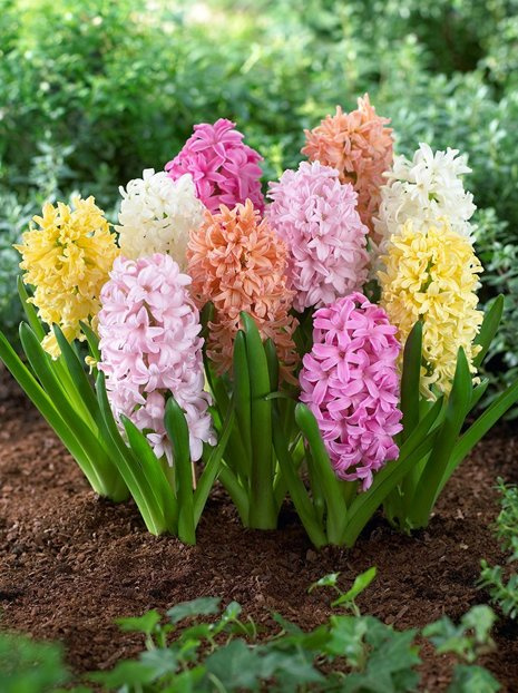 Hyazinthen (Hyacinthus) Pastelfarbene Mischung