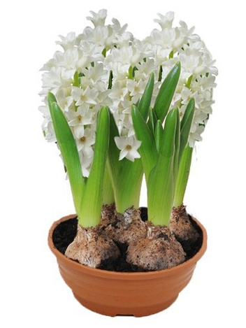 Hyazinthe (Hyacinthus) 'City of Bradford'