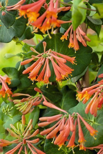 Heckenkirsche (Lonicera) Browna Dropmore Scarlet