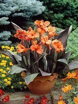 Blumenrohr (Canna) 'Ingeborg' 1 St.