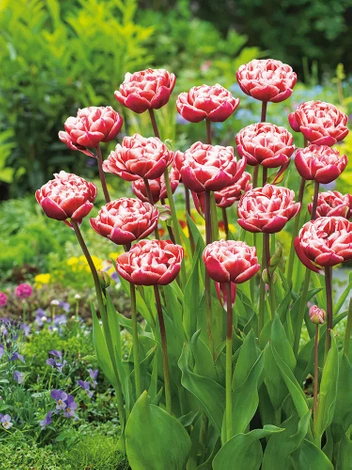 Tulpe (Tulipa) 'Drumline'