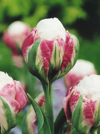 Tulpe (Tulipa) 'Ice Cream'