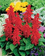 Samen Feuersalbei (Salvia splendens) Rote