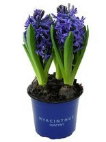 Hyazinthe (Hyacinthus) 'Delft Blue'