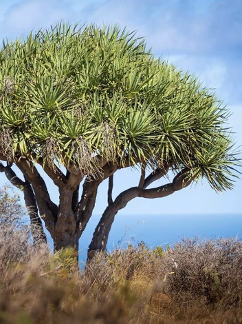 Kanarischer Drachenbaum (Dracaena draco)