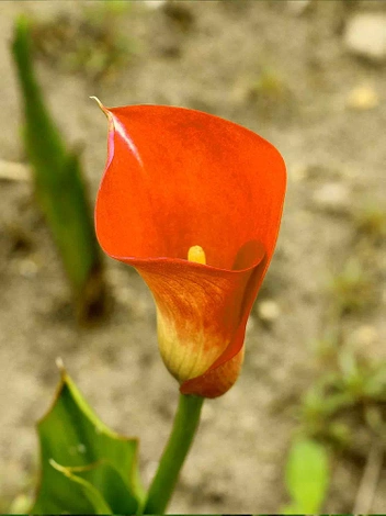 Zantedeschia (Calla) Orange 1 St.