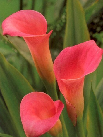 Gartenkalium ( Calla ) Rosa 1 St.