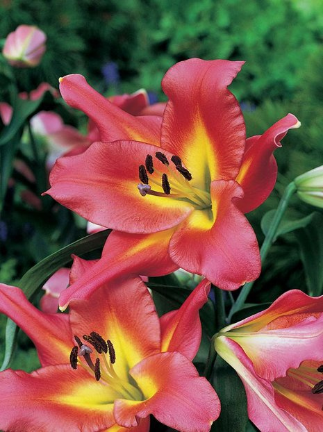 Lilien (Lilium) 'Satisfaction' 1 St.