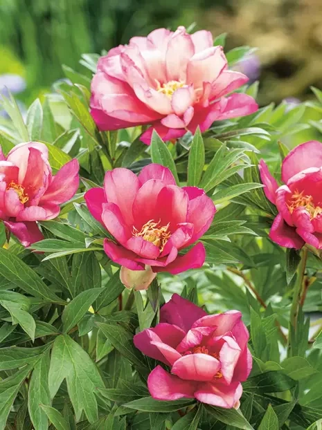 Pfingstrose ITOH (Paeonia ITOH hybrid) 'Julia Rose'