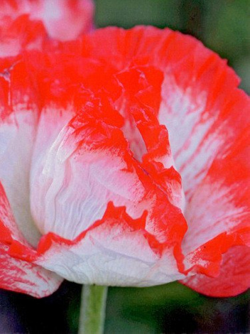 Mohn (Papaver) 'Place Pigalle'