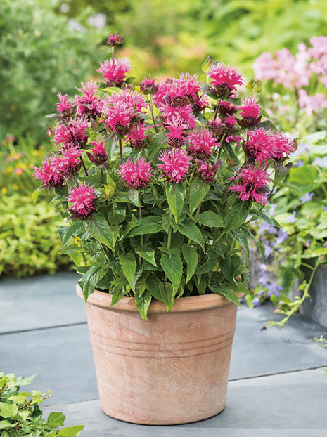 Indianernessel (Monarda)  'Cranberry Lace'