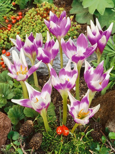 Zeitlose (Colchicum) 'Harlekijn'