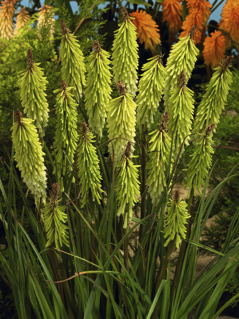 Fackellilie (Kniphofia) 'Green Jade'  1 St.