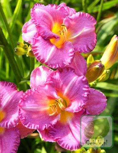 Liliowiec (Hemerocallis) Entrapment