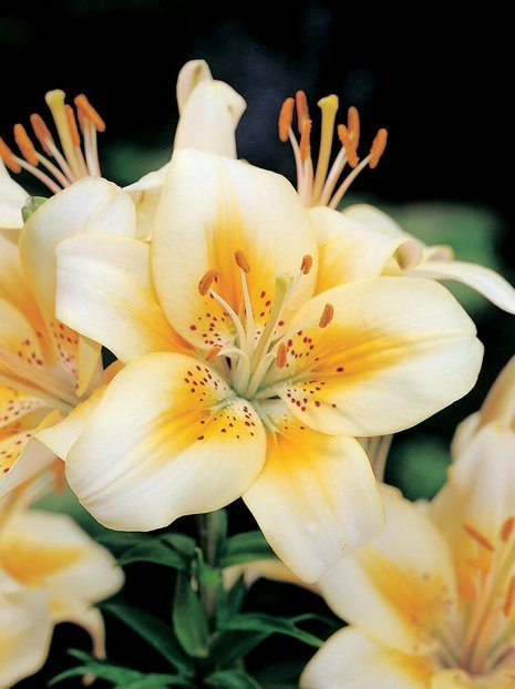 Lilie (Lilium) 'Luxor'