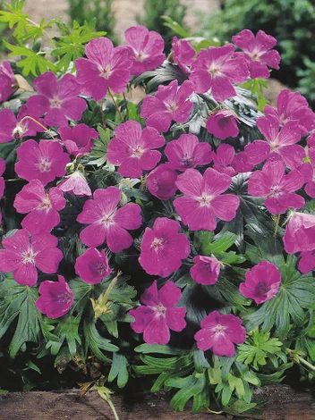 Storchschnabel (Geranium sanguineum)