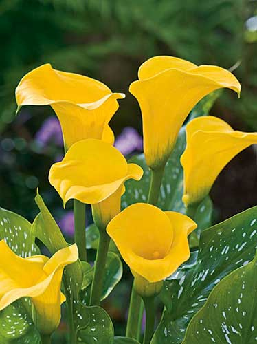 Zantedeschia (Calla) 'Florex Gold' 1 St.