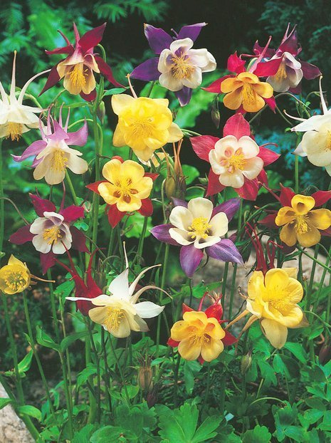 Akelei (Aquilegia) Mix 3 St.