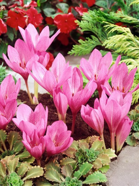 Zeitlose (Colchicum) Violet Queen