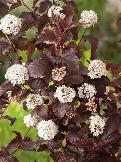 Blasenspiere (Physocarpus) 'Red Baron' - Zierstrauch