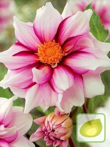 Dalia (Dahlia) Edge Of Joy