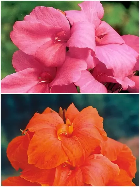 Satz Blumenrohr (Canna) Mix