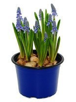 Traubenhyazinte (Muscari) 'Artist'