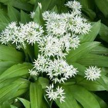 Bärlauch (Allium ursinum)