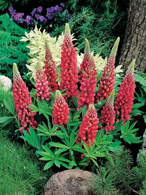 Lupine (Lupinus) rot