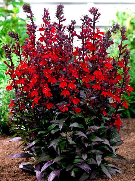 Lobelie (Lobelie cardinalis) 'Scarlet Princess'