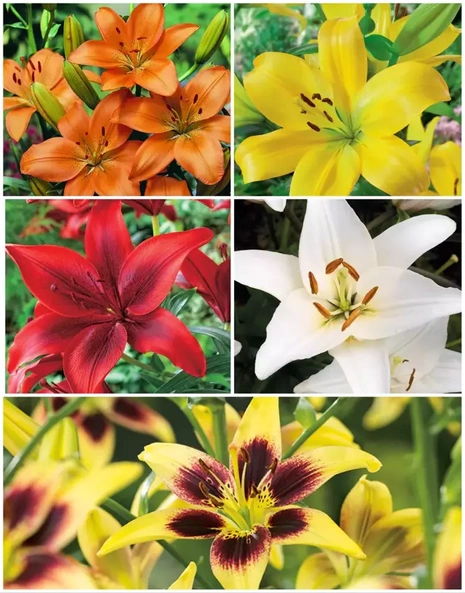 Asiatische Billige Lilie (Lilium) 5 Stk. Mix