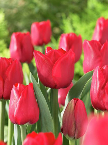 Tulpe (Tulipa) 'Ile De France'