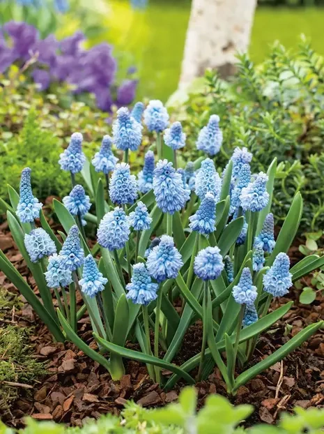 Traubenhyazinthe (Muscari) 'Azureum' 10 St.