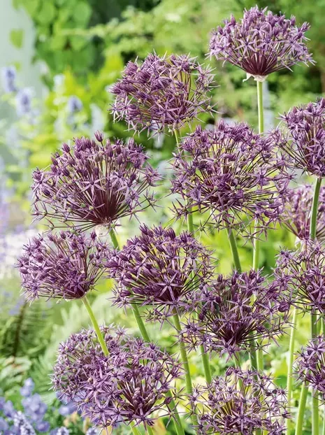 Zierlauch (Allium) 'Metallic Shine'