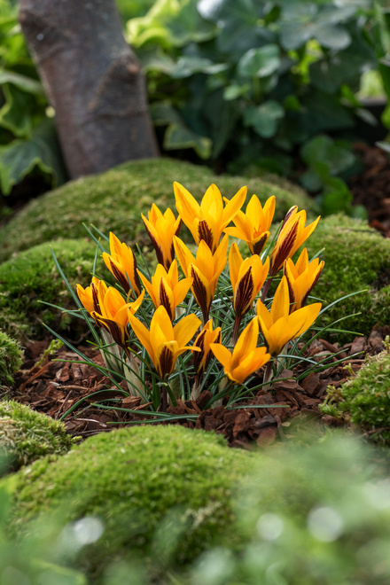 Krokus (Crocus) Angustifolius  5 szt.