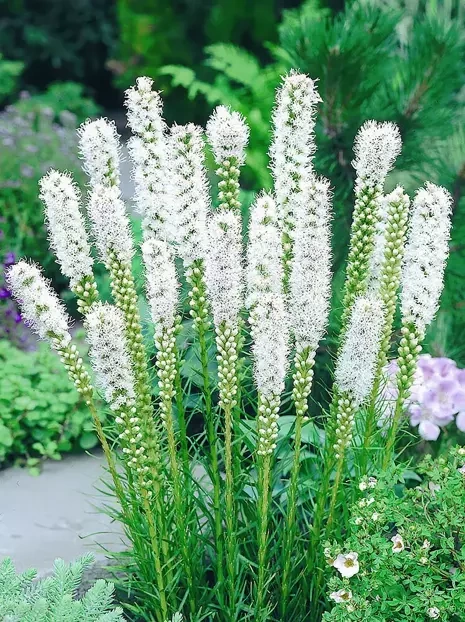 Prachtscharte (Liatris spicata) Alba