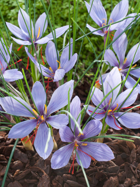 Krokus (Crocus) Herbstblühende 'Sativus' 5 St.