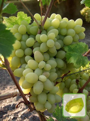 Weinrebe (Vitis) Arkadia