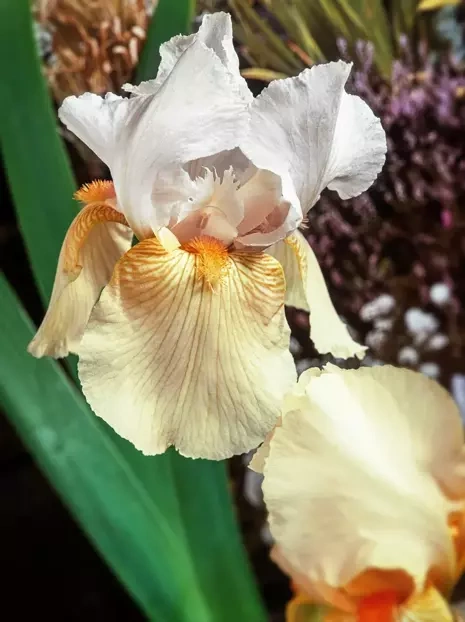 Deutsche Schwertlilie (Iris Germanica) 'Festive Skirt'