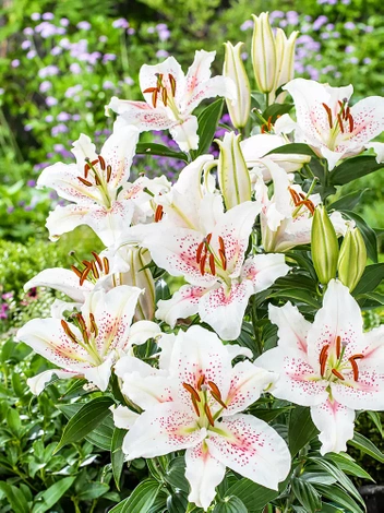 Lilie (Lilium) 'Muscadet'