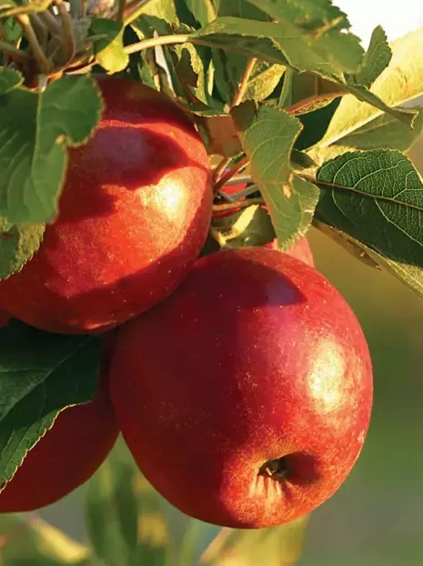 Goldener Apfelbaum 'Reneta'