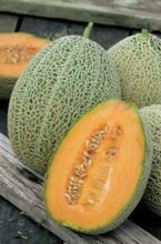 Nasiona Melon Emir - Cucumis Melo Emir